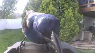 common grackle