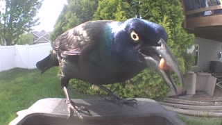 common grackle