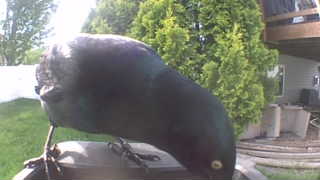 common grackle
