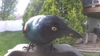 common grackle
