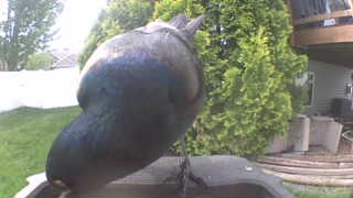 european starling