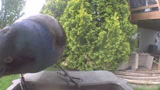 common grackle