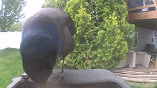 common grackle