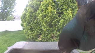 european starling