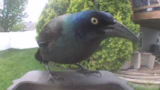 common grackle