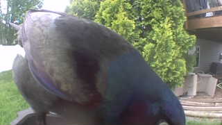 common grackle