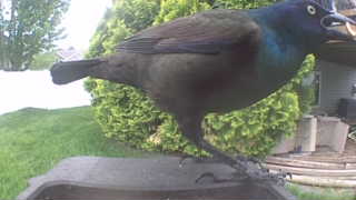 common grackle