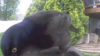 common grackle