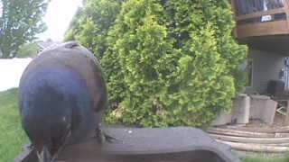 common grackle