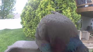 rock pigeon