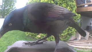 common grackle