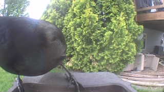 common grackle