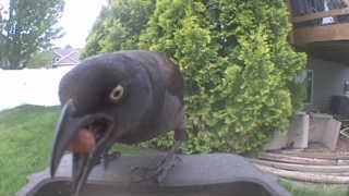 common grackle
