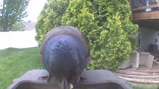 european starling