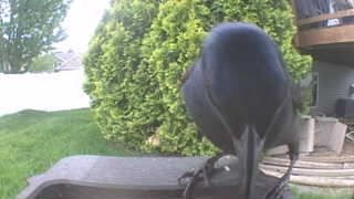 american crow