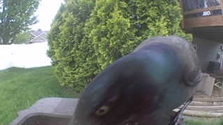 common grackle