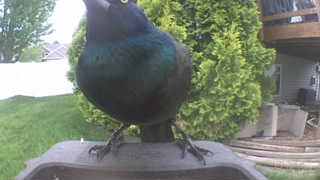 common grackle