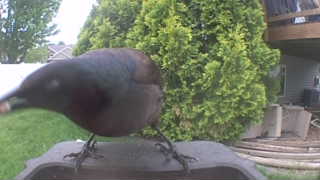 common grackle