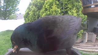 rock pigeon