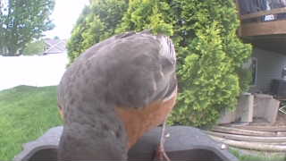 american robin