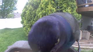 common grackle