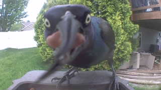 common grackle