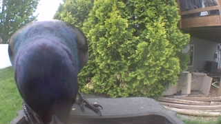 common grackle