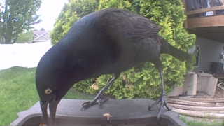 common grackle