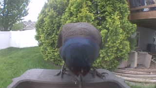 common grackle