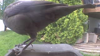 american crow