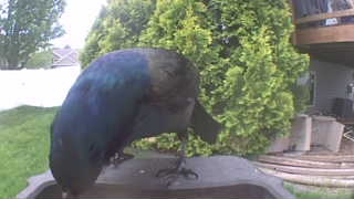 common grackle