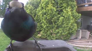brewer's blackbird