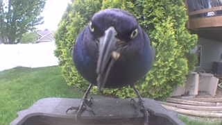 common grackle