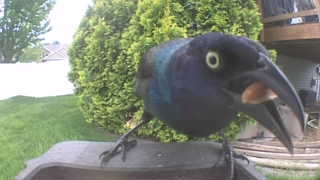 common grackle