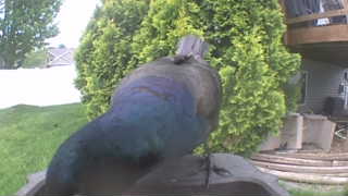 common grackle