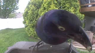common grackle