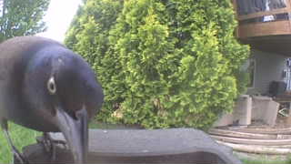 common grackle
