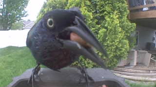 common grackle