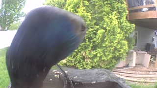 common grackle