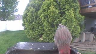 red-tailed hawk