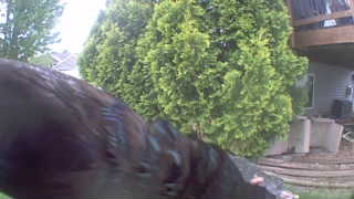 american crow