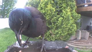 glossy ibis