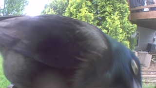 common grackle