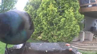common grackle