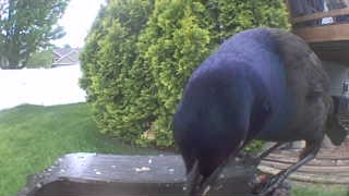 common grackle