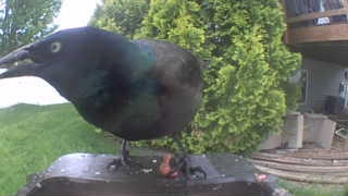 common grackle