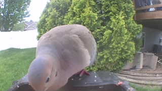 mourning dove
