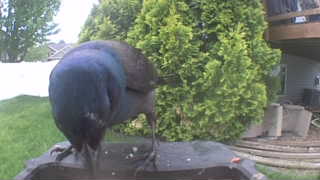 common grackle
