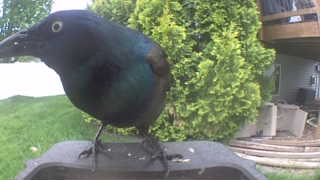 common grackle