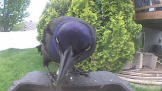 common grackle
